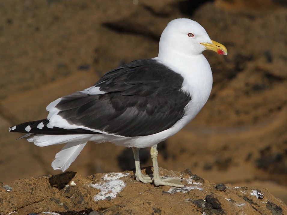 Gaviota dominicana. Ave de la playa de Pichilemu. Ave de la laguna petrel, Pichilemu