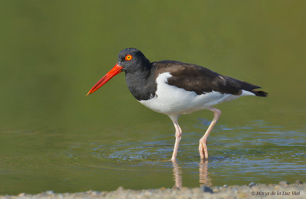 haematopus-palliatus-pilpilen. Ave de la orilla del mar en Pichilemu