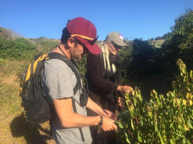 recolección, actividades en Pichilemu